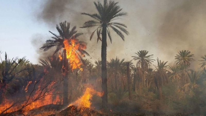 Tunisie: Un incendie ravage une palmeraie à Tozeur