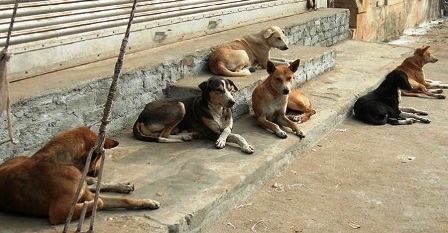 Tunisie – Kairouan : Des chiens errants s’acharnent sur une femme la blessant gravement