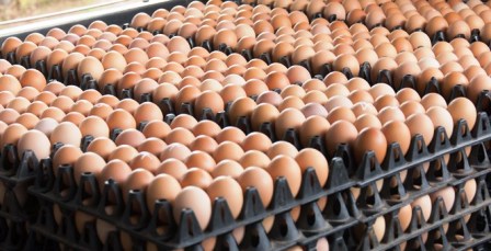 Tunisie – Tajerouine : Saisie de 5790 œufs de contrebande