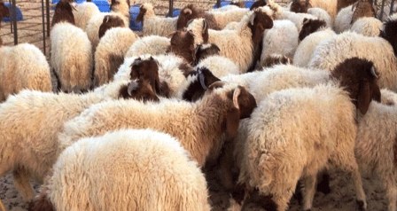 Tunisie – Les points de vente où l’agneau est le moins cher