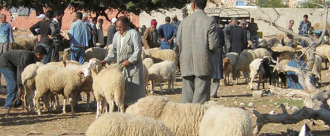 Tunisie: Le président de l’ODC estime cher le prix du mouton ayant atteint 1250 dinars