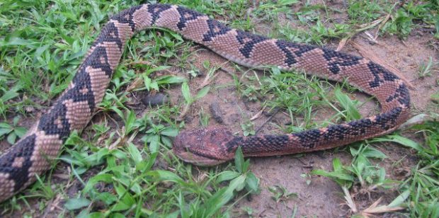 Tunisie- Un fillette meurt après avoir été mordue par un serpent