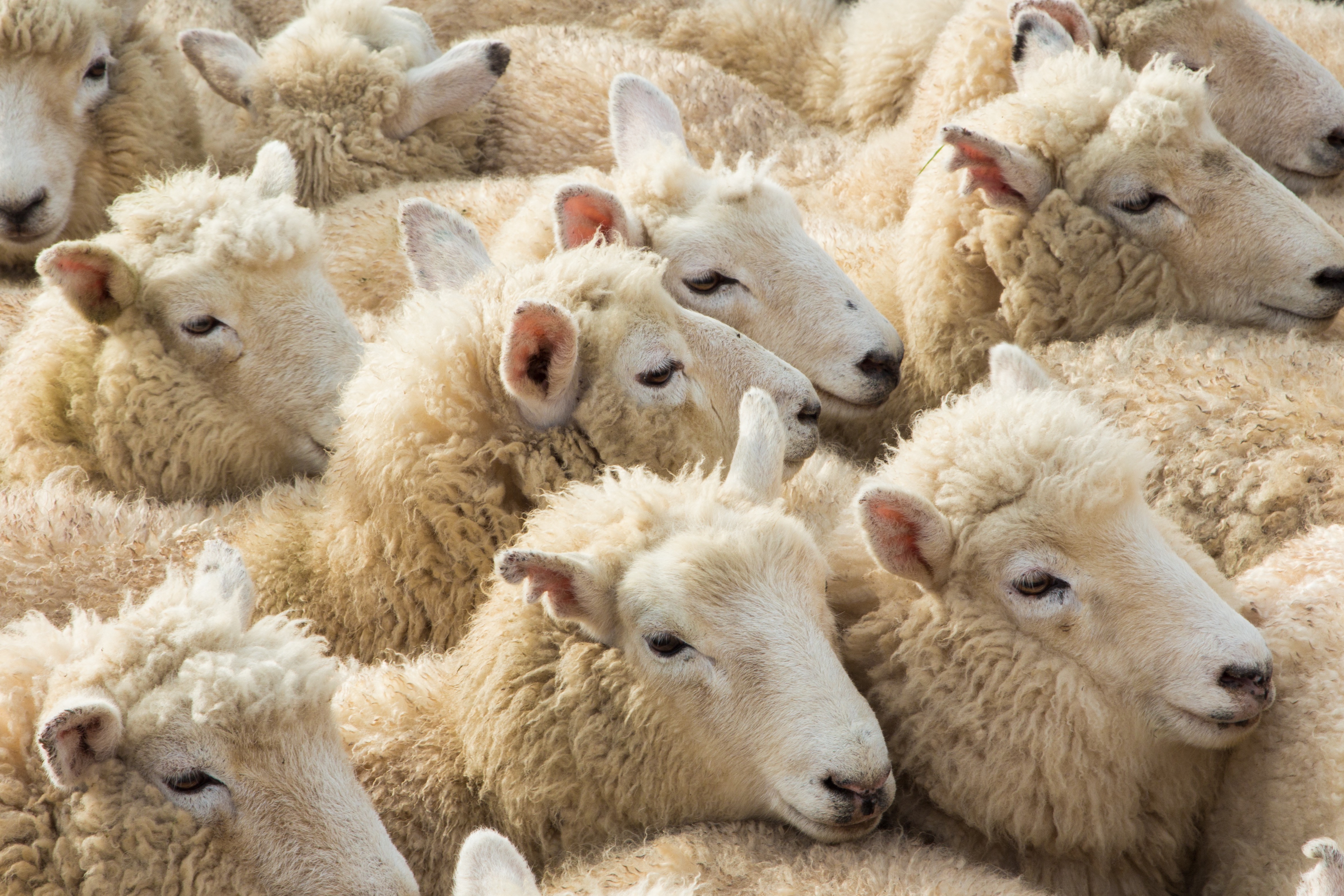 Tunisie- Distribution de 2750 moutons de sacrifice au profit des familles nécessiteuses