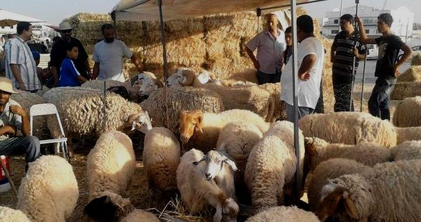Tunisie-Grand Tunis: Vers la mise en place d’espaces ouverts pour la vente des moutons de l’Aïd