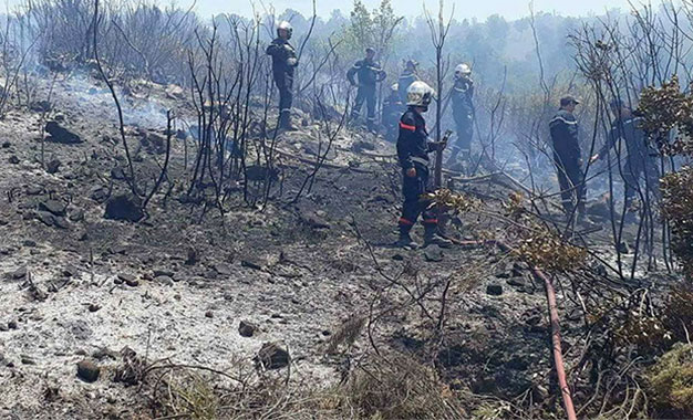 Feux de forêts, la Tunisie perd chaque année 3.000 ha d’espace verts