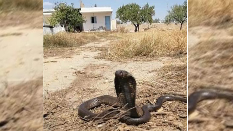 Tunisie:Découverte d’un cobra dans l’enceinte d’un tribunal à Sfax