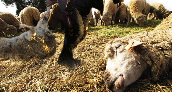 Tunisie – Kasserine : Confirmation de la présence d’un foyer de peste chez les moutons