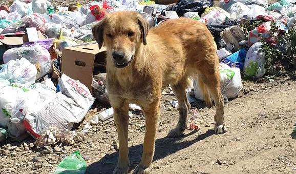 Tunisie: Les chiens errants ne seront plus abattus à la Marsa