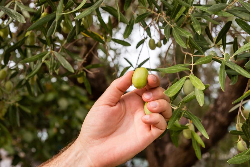 Tunisie-  Une récolte record des olives au gouvernorat de Mahdia