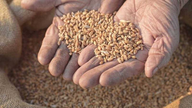 Tunisie: Préparatifs des semences céréalières, précisions du ministère de l’Agriculture