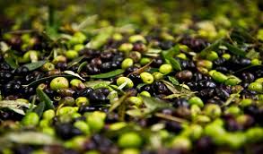Tunisie- La cueillette des olives à Monastir commence le 12 novembre
