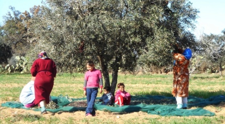 Tunisie – Le cri de détresse d’un cultivateur d’olives à Monastir