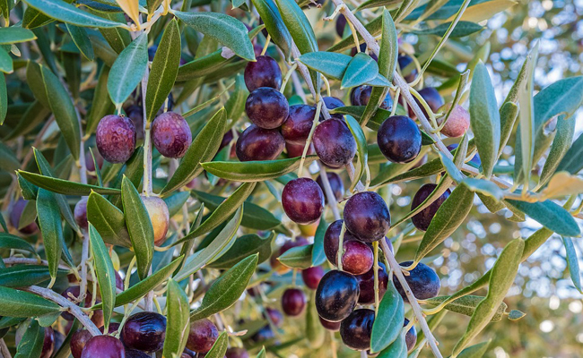 Tunisie- La récolte des olives dans le gouvernorat de Gafsa estimée à plus de 80 mille tonnes