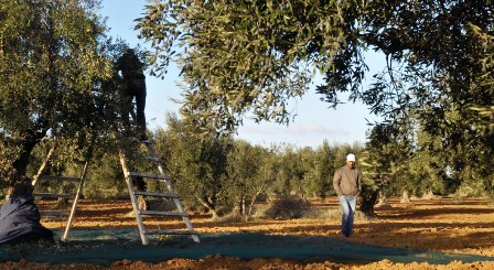 Tunisie – Monastir : La campagne de cueillette des olives nécessitera 10 000 ouvriers