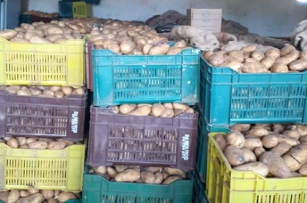 Tunisie-  Saisie de 80 tonnes de pommes de terre à Menzel Jamil