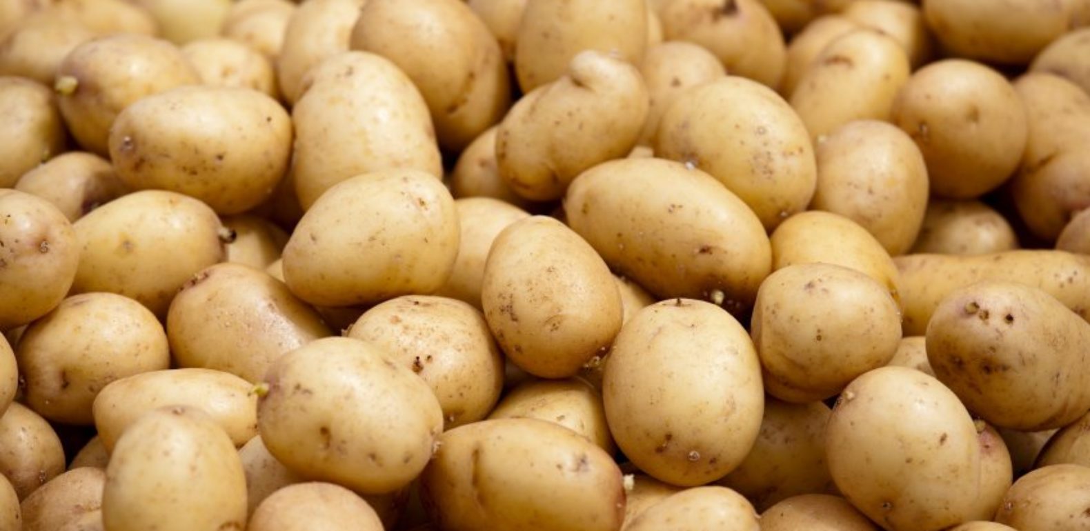 Tunisie- Importation de pommes de terre, suite à la chute de la production en Tunisie