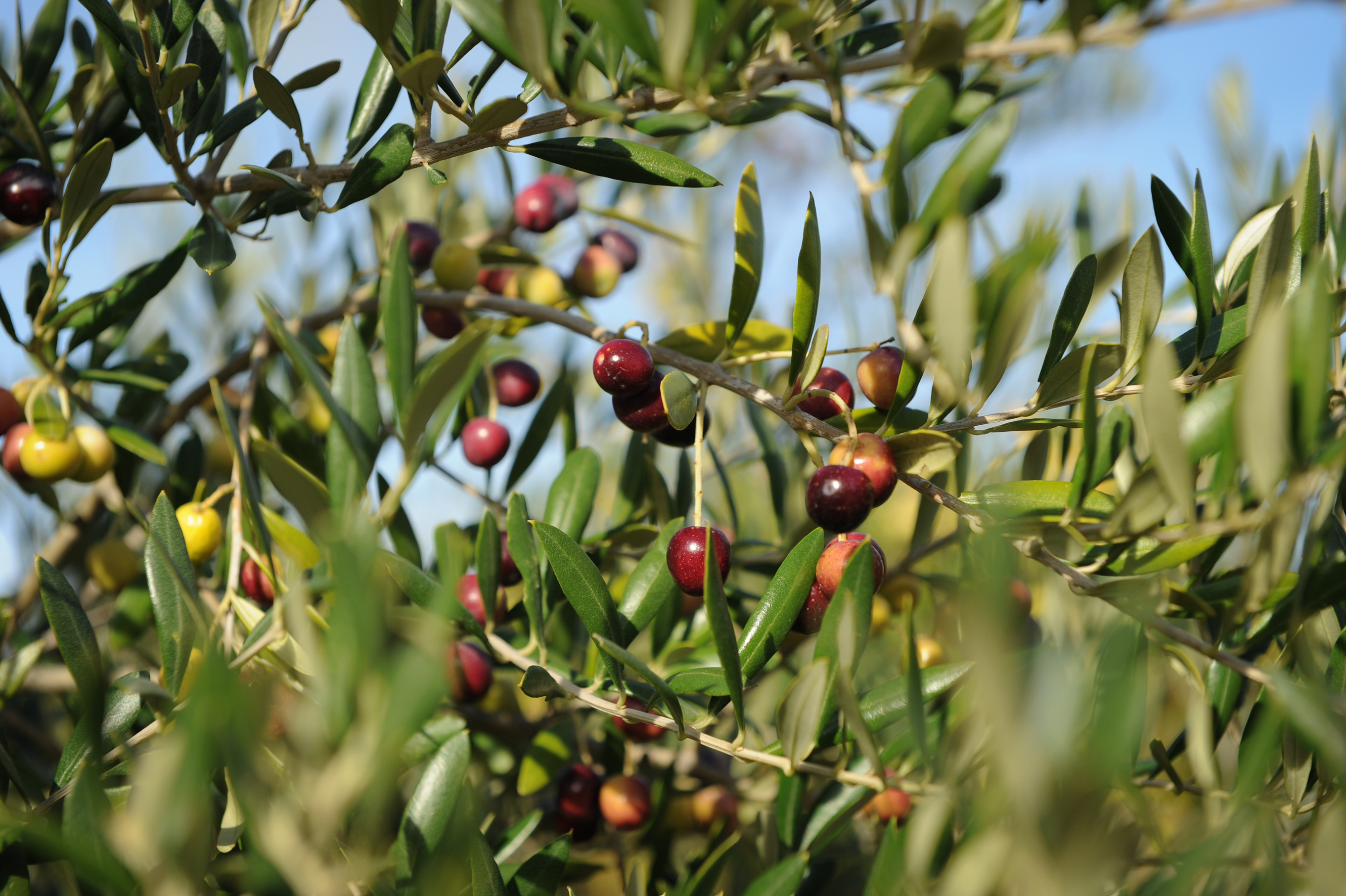 Tunisie-  Démarrage de la cueillette des olives à Gafsa