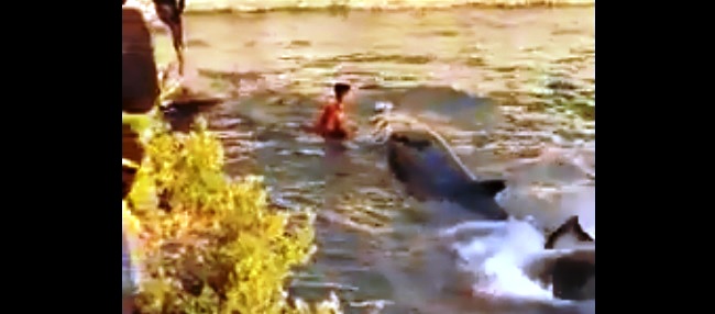 Tunisie – VIDEO : Bizerte : Un baleineau s’égare et pénètre dans le bassin du port de plaisance  