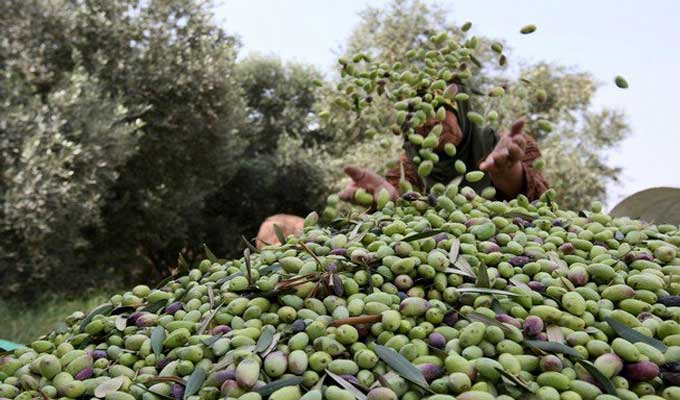 Tunisie: Cueillette prometteuse d’olives à Sousse avec une production de 200.000 tonnes