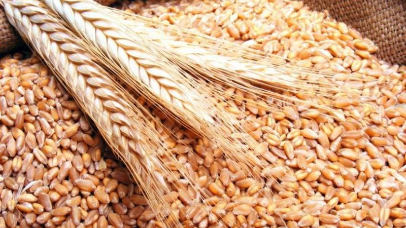 Tunisie: La production de céréale ne couvre que 50% des besoins du pays, selon Samir Taieb