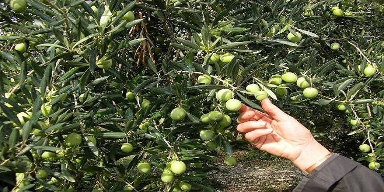 Tunisie : Régression du taux d’avancement de la cueillette des olives à Zaghouan