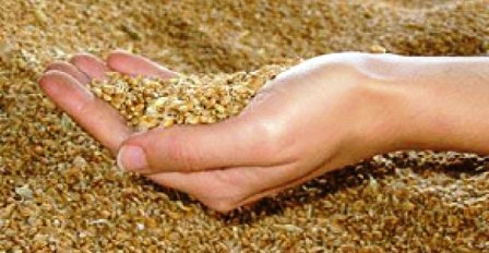 Tunisie – Rumeur du blé radioactif : Le ministère de l’Agriculture menace de porter plainte