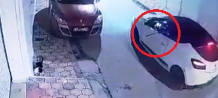Tunisie – Un type se promène la nuit en voiture et abat les chats avec un fusil à air comprimé