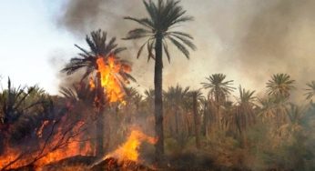 Tunisie – Un incendie ravage une palmeraie à Hammet El Jerid