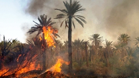 Tunisie – Un incendie ravage une palmeraie à Hammet El Jerid