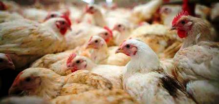 Tunisie – Kasserine : Saisie de 5 tonnes de poulets atteints de salmonellose
