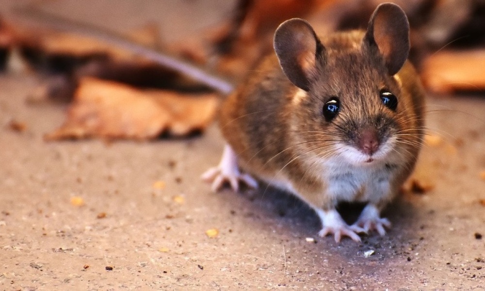 Tunisie : [photo] Elle trouve une souris dans une baguette de pain qu’elle a achetée