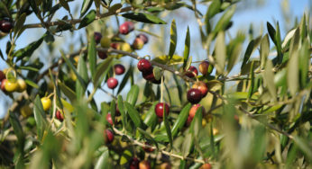 Tunisie : Taux d’avancement de la cueillette des olives à Siliana