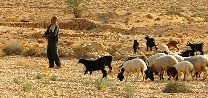 Tunisie – Gafsa : Les forces antiterrorisme arrêtent un berger