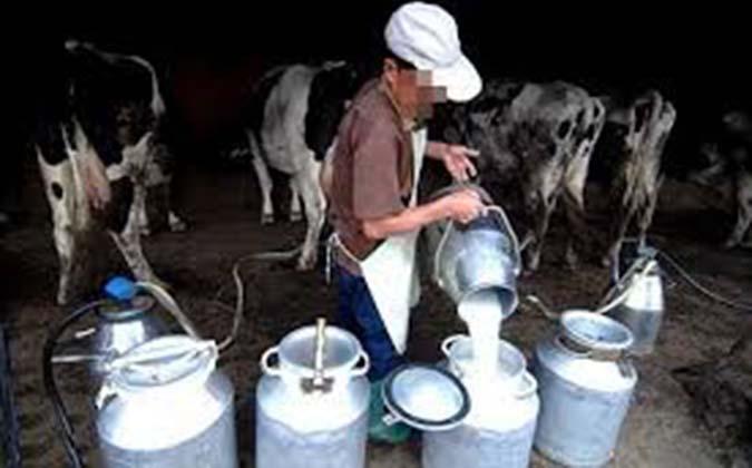 Tunisie: Un producteur de lait fustige la politique de l’Etat dans la filière