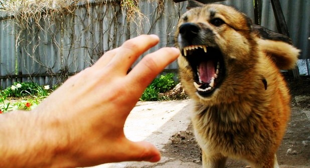 Tunisie – Hammam Sousse : Un touriste allemand attaqué par un chien errant