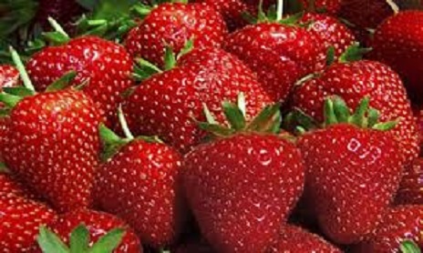 Tunisie: Début de la saison de cueillette des fraises à Nabeul avec des prévisions d’une récolte 17.000 tonnes