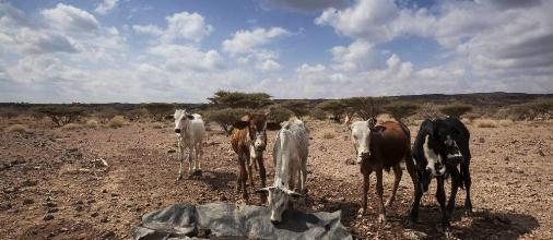 Tunisie – Une priorité impérieuse attend le nouveau ministre de l’Agriculture s’il veut éviter une catastrophe