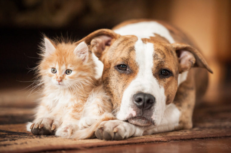 Abattage des chiens et des chats errants dans le cadre de la prévention contre la propagation des virus : Précisions du ministère des affaires locales