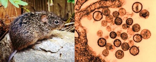 Une nouvelle épidémie mondiale au Hantavirus ?.. Le vrai du faux