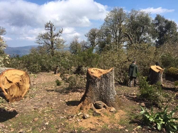 Tunisie: Profitant des préoccupations par la lutte contre le coronavirus des inconnus ont coupé 400 arbres à Jendouba