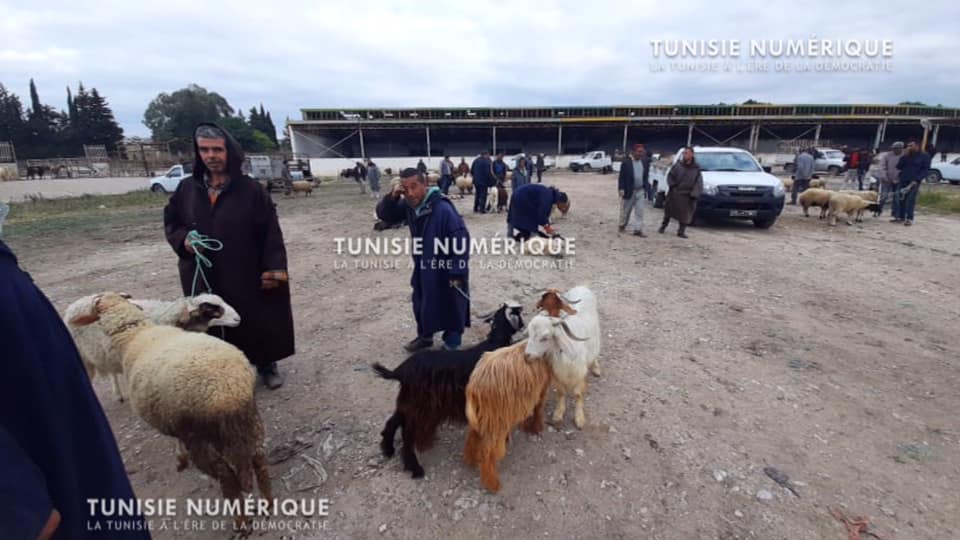Tunisie [Photos]: Réouverture du marché de bétail à Béja