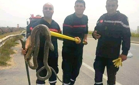 Tunisie – Insolite : Il avait un cobra sous le capot