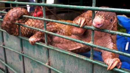 Les autorités de Wuhan interdisent le commerce et la consommation des animaux sauvages