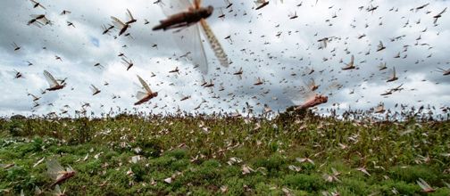 Tunisie – Possible invasion de crickets pèlerins à partir du mois de juin