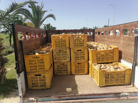 Tunisie: Vers le stockage de 40.000 tonnes de pommes de terre et possibilité de l’exportation vers la Libye