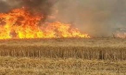 Tunisie: Un incendie ravage 16 hectares de blé à Béja
