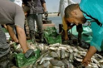 Tunisie: Saisie de 1700 kg de thon impropres à la consommation à Mahdia