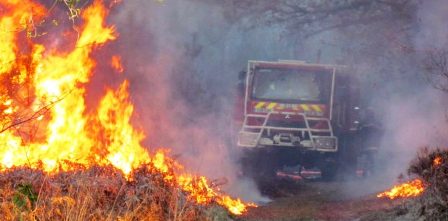 Tunisie – Un incendie ravage près de six hectares de forêt à Sbeitla