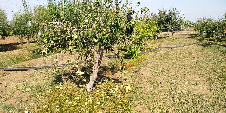 Tunisie – Sidi Bouzid : Les agriculteurs demandent des dédommagements suite aux dégâts causés par la grêle