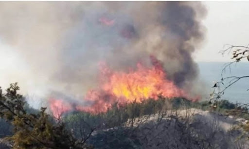Tunisie: Un incendie ravage trois hectares de végétation à la Manouba